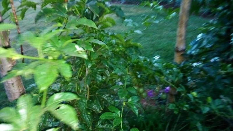 Mt. Kenya Riverside Retreat image