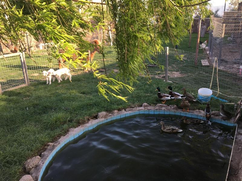 Assos Alis Farm Boutique Hotel & Spa image