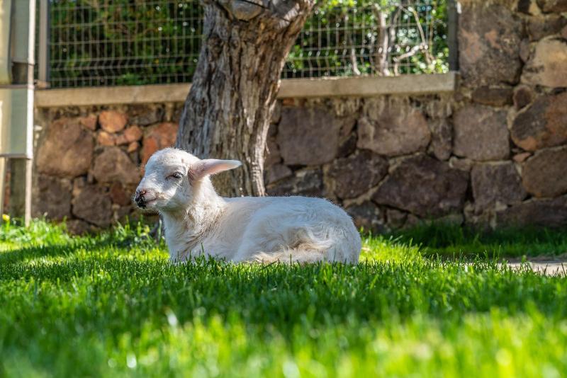 Assos Alis Farm Boutique Hotel & Spa image