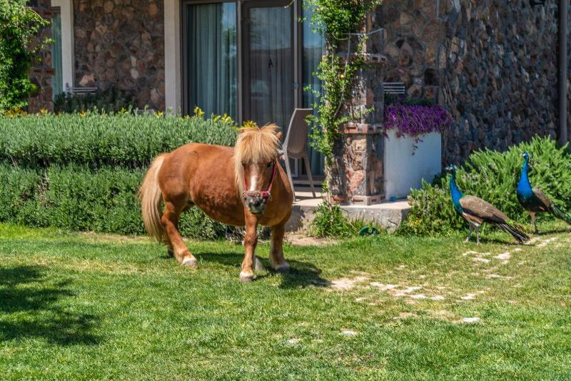 Assos Alis Farm Boutique Hotel & Spa image