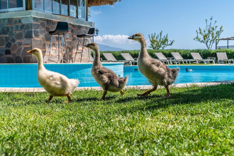 Assos Alis Farm Boutique Hotel & Spa image