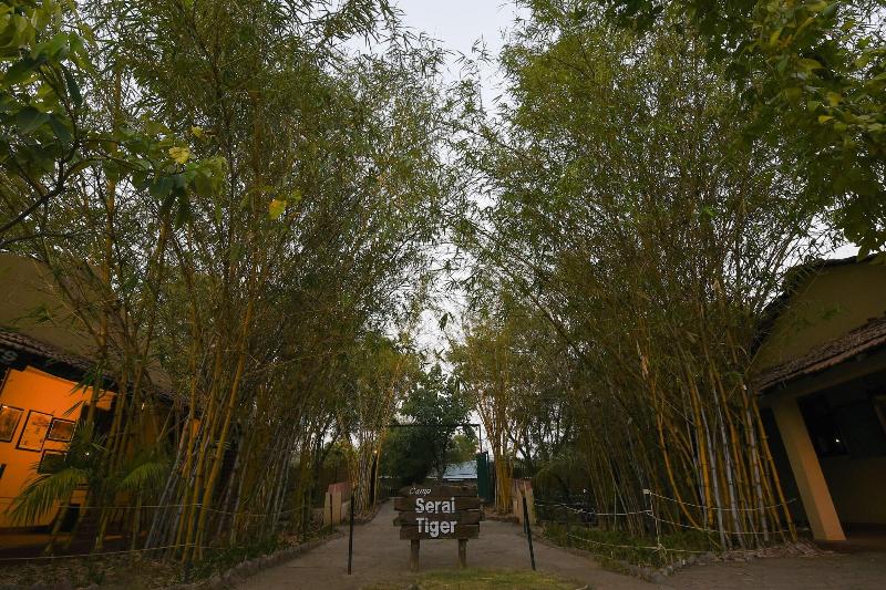 Camp Serai Tiger Tadoba
