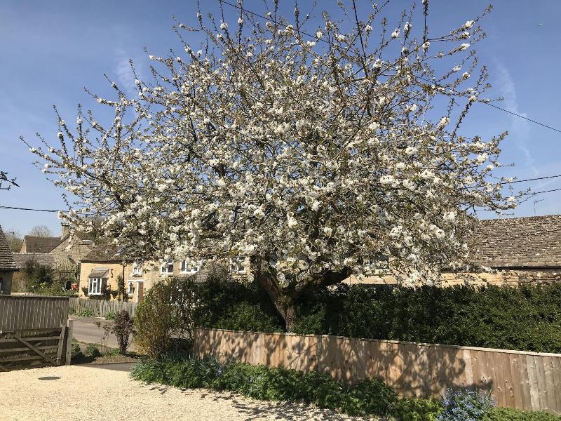 Cherry Tree Cottage image