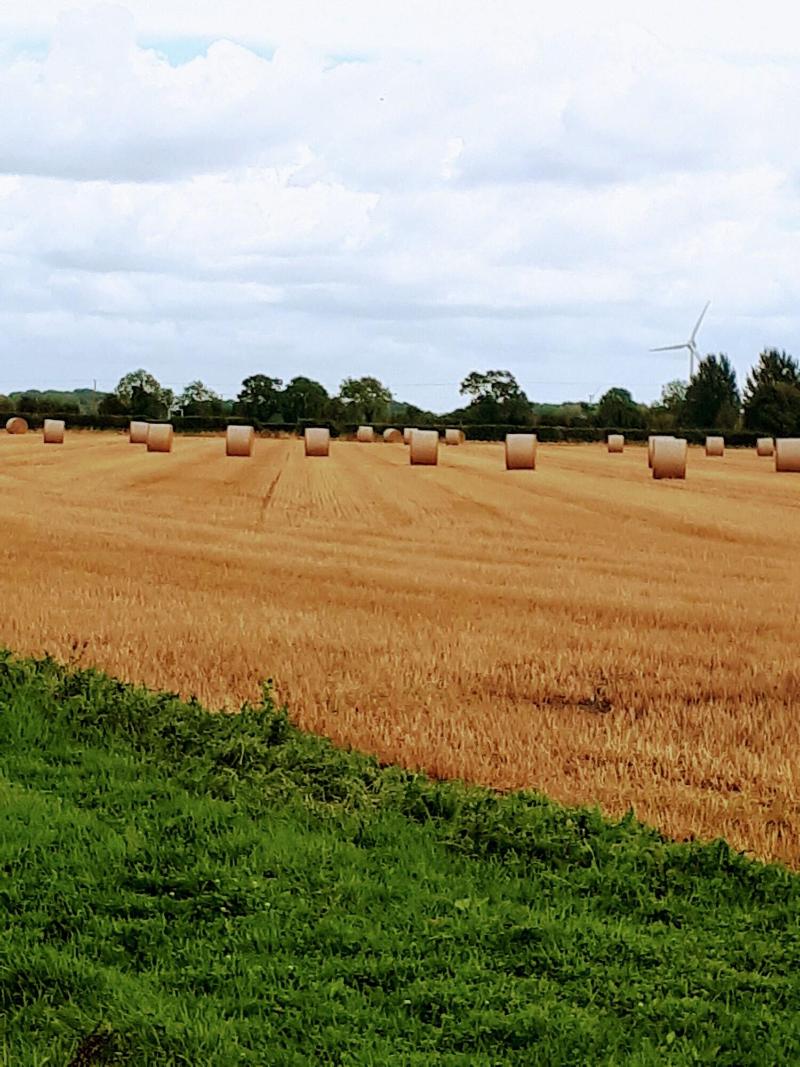 Field View B&b image