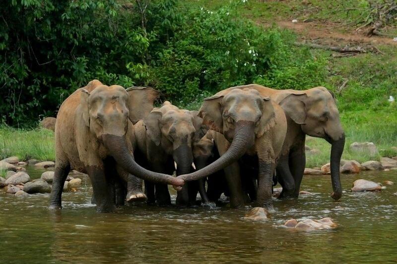 Regenta Kabini Springs, Kabini image