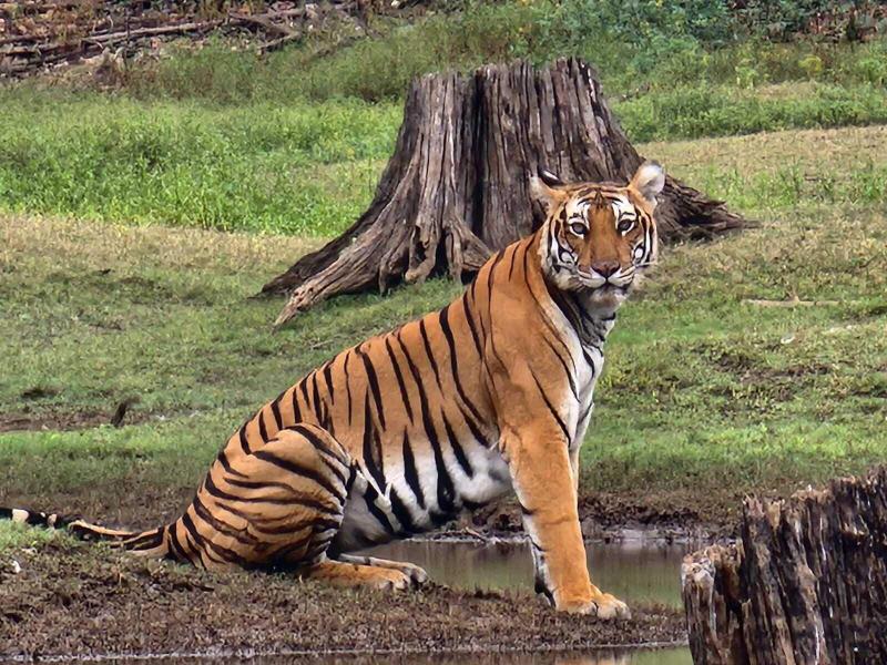Regenta Kabini Springs, Kabini image