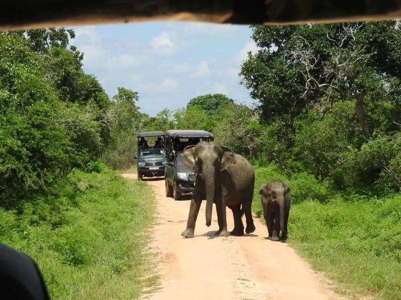 Funky Leopard Safari Lodge Bordering Yala National image