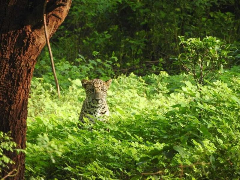 Funky Leopard Safari Lodge Bordering Yala National image