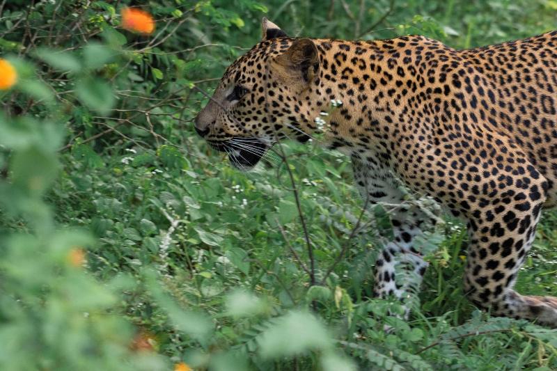 Funky Leopard Safari Lodge Bordering Yala National image