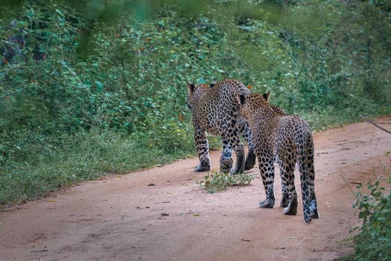 Funky Leopard Safari Lodge Bordering Yala National image