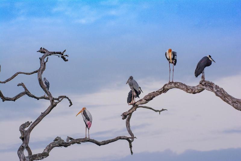 Funky Leopard Safari Lodge Bordering Yala National image