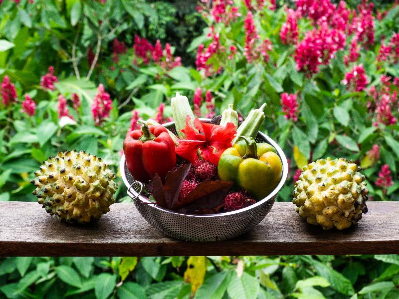 La Loma Jungle Lodge And Chocolate Farm image