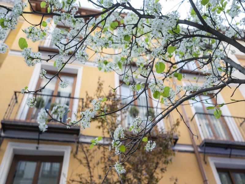 Apartamentos Huertas image