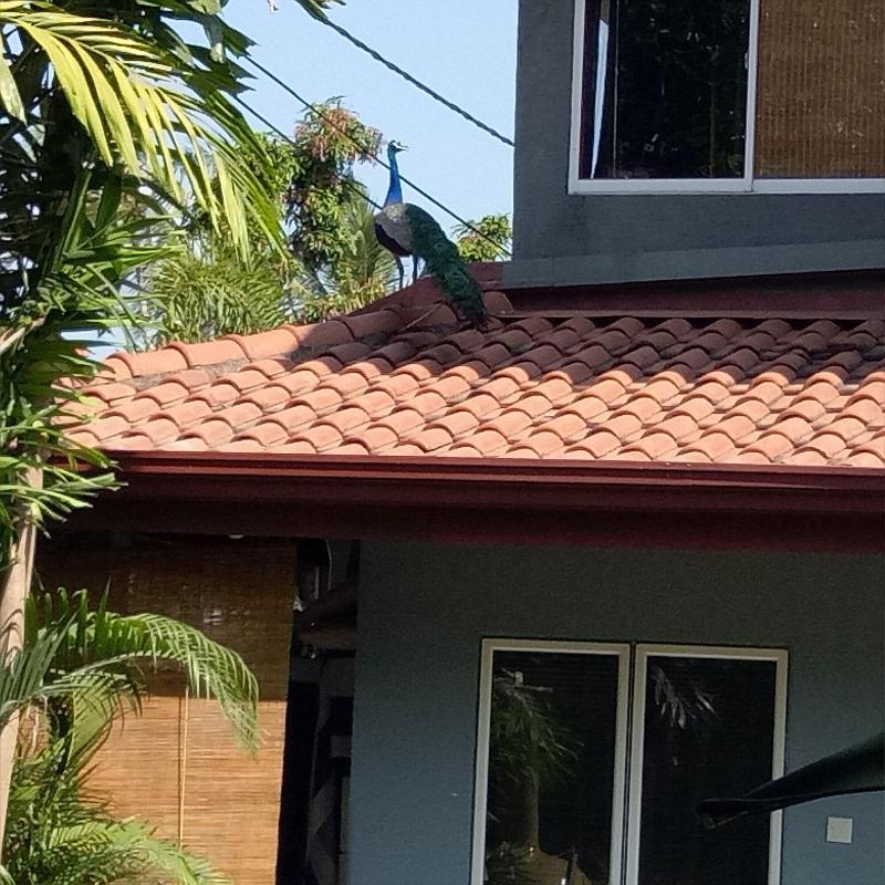 Palms Villa image