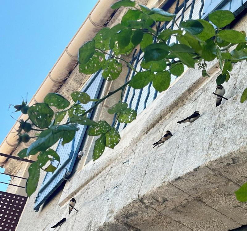Le Colibri Bleu image