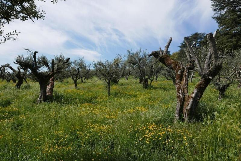 Villa Cavalletti Camere — photo 4