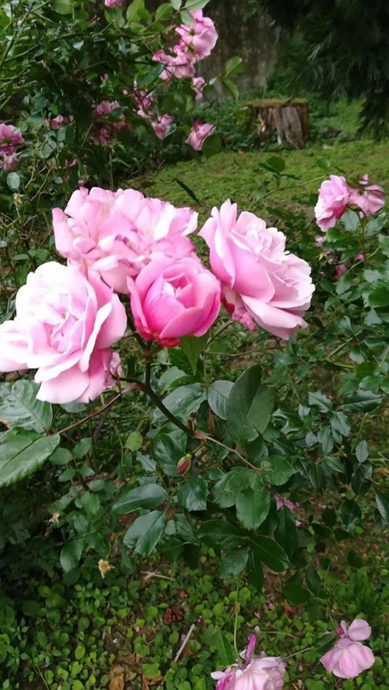 Les Palmiers De Mauves — photo 2