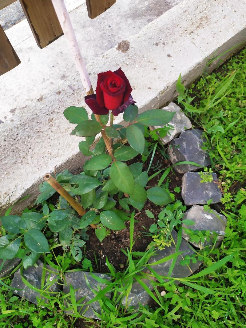 Vailletta Fiorita image