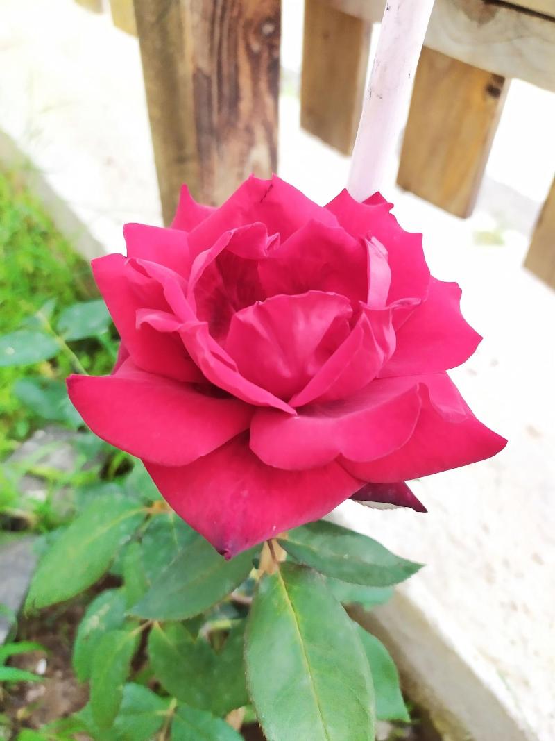 Vailletta Fiorita image