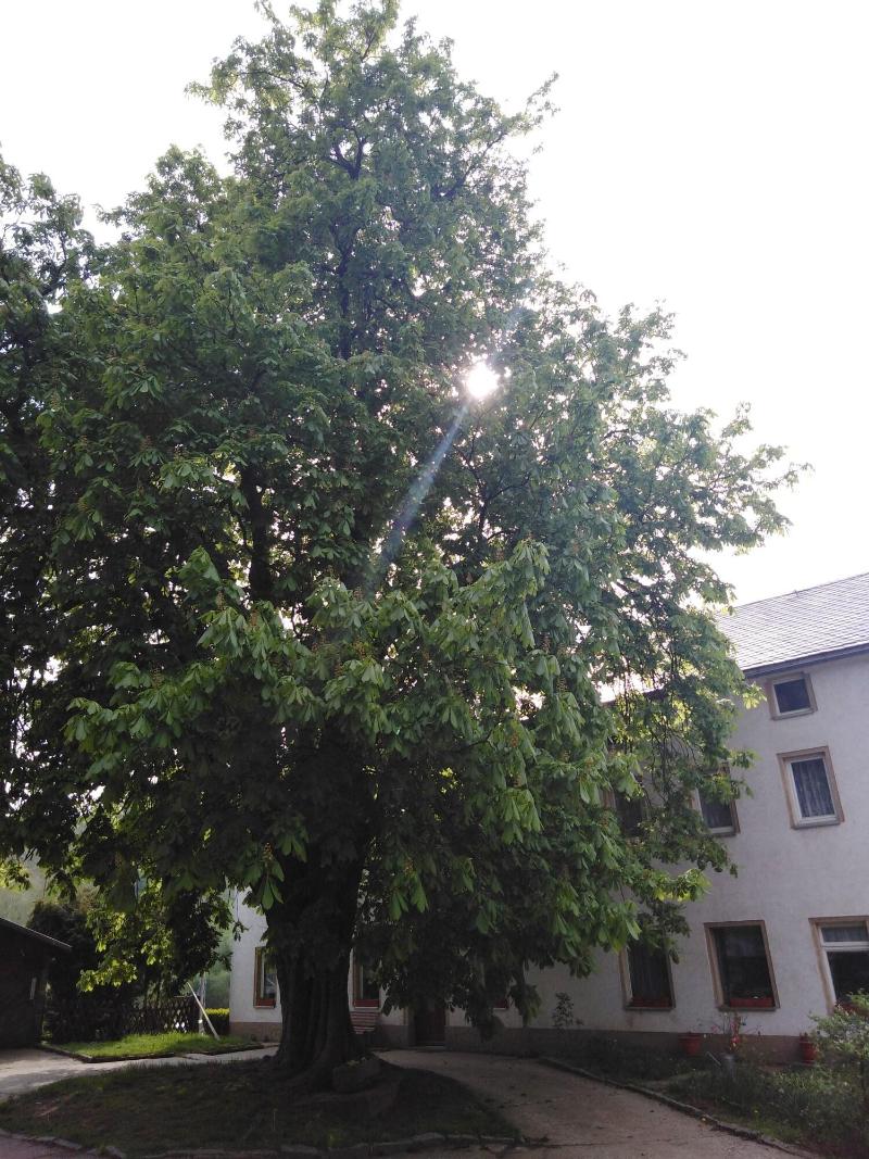 Landpension Haupt image