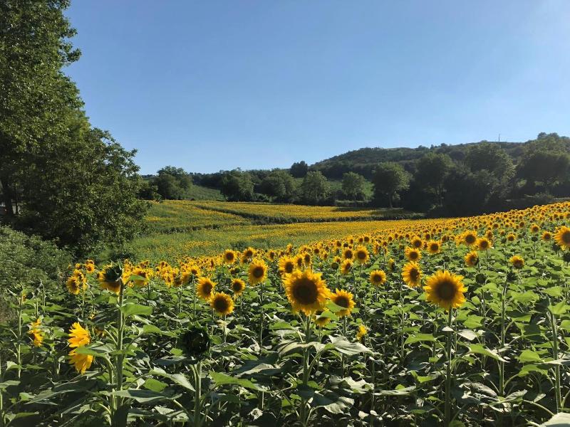 Le Grenier Occitan image