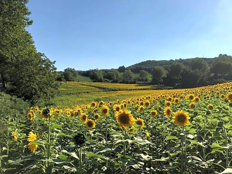 Le Grenier Occitan image