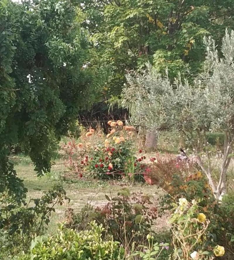 Les Nuits Safrana Es — photo 2