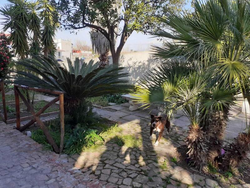 Villa Teresa — photo 4
