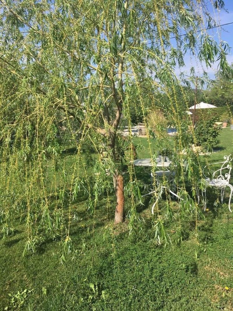 La Vignarelle image
