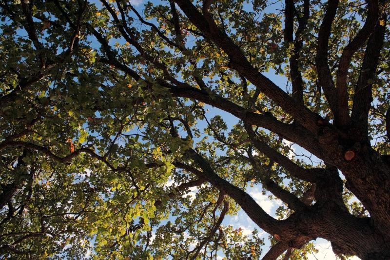 Le Due Querce image