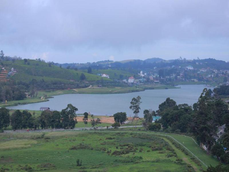 Araliya Red image