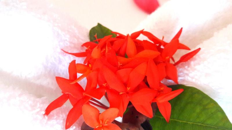 Fresh Air Villa Guest House image