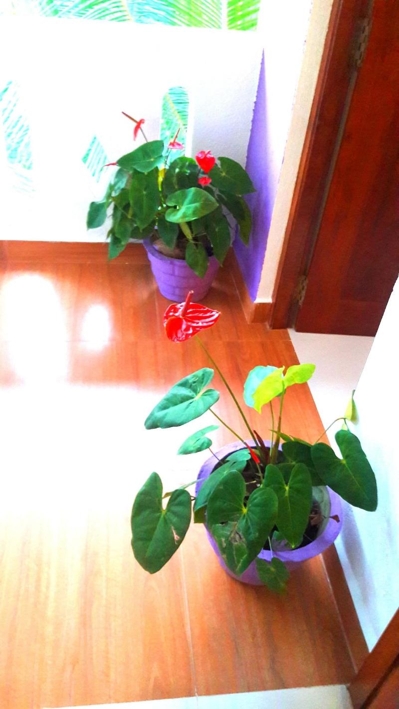Fresh Air Villa Guest House image