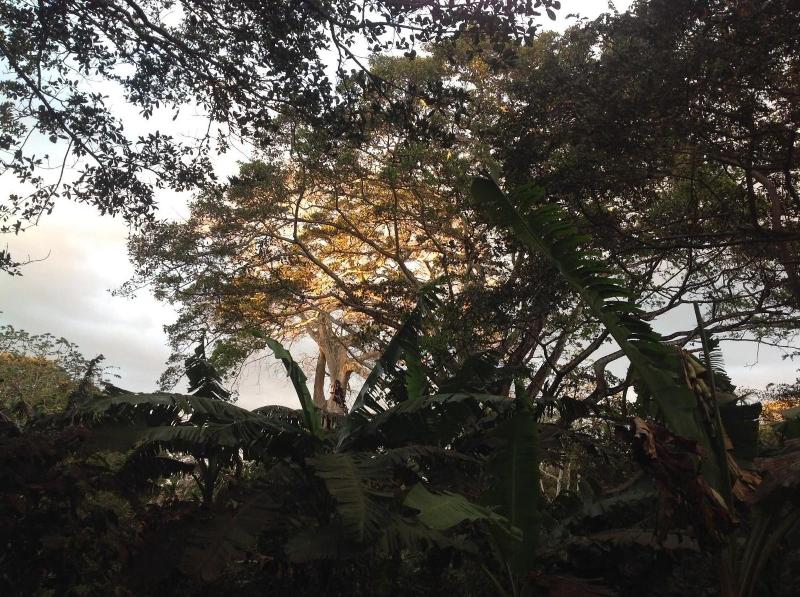 Mombacho Lodge image