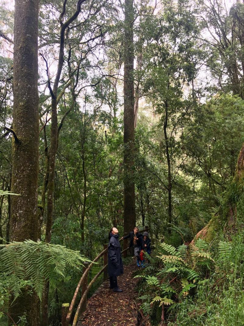 The Source Otways image