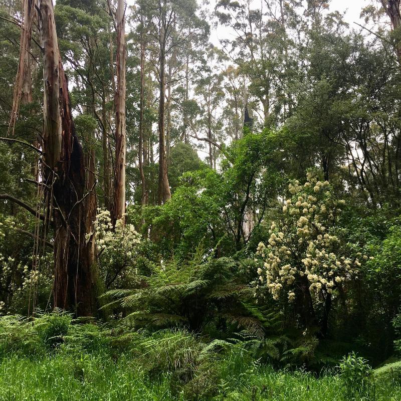 The Source Otways image