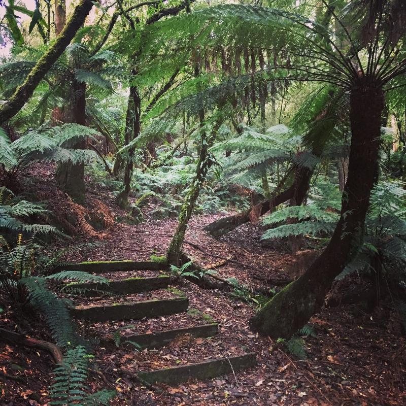 The Source Otways image