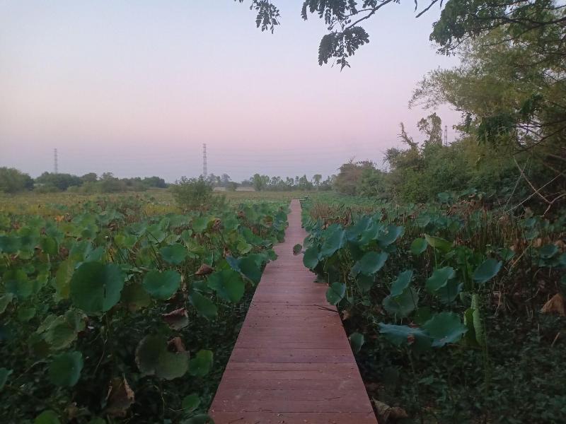 Baanbua Nonlen