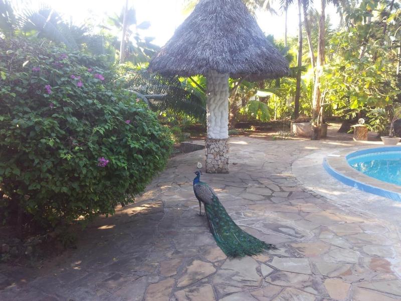 Dream Of Africa Cottages Kanamai image