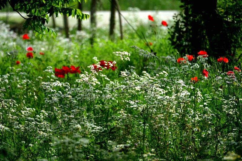 Csdy Guesthouse image