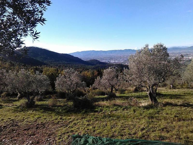 Villa Rucellai image