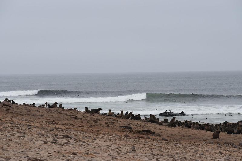 Salty Jackal Backpackers Surf Camp image