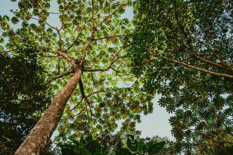 Rupa Rupa High Jungle Eco B B image