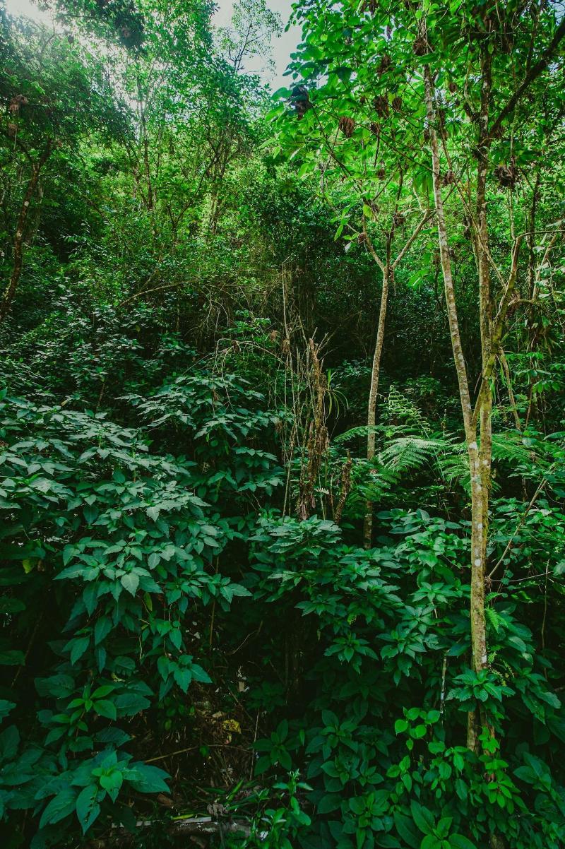 Rupa Rupa High Jungle Eco B B image