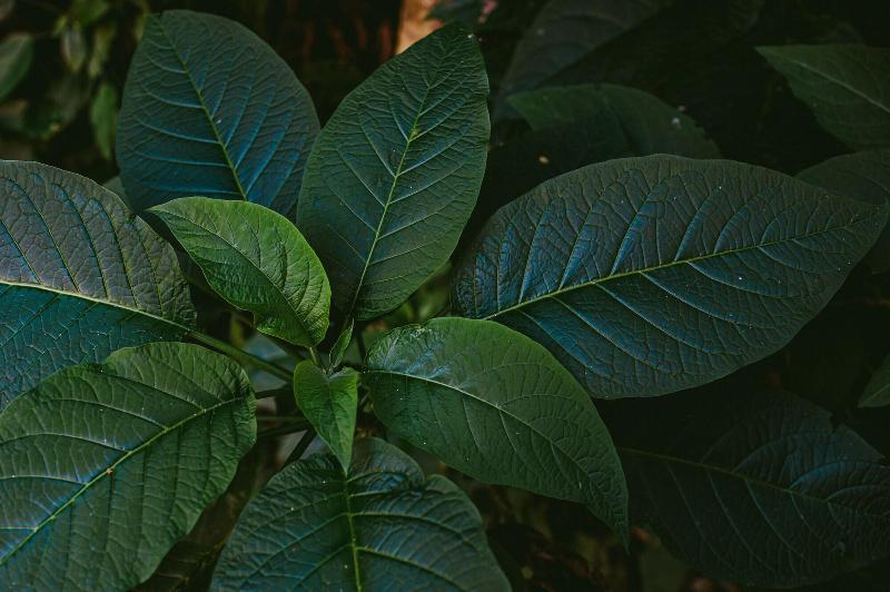 Rupa Rupa High Jungle Eco B B image