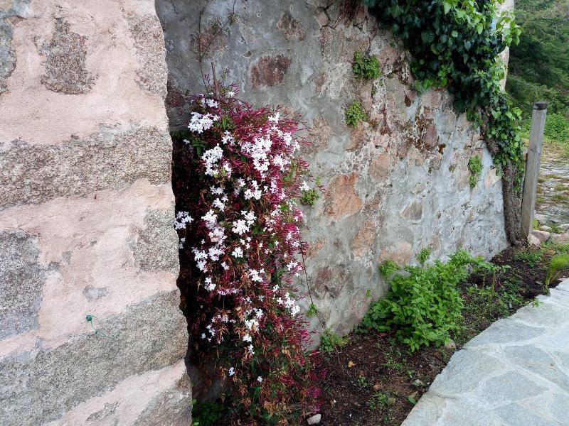 Bergerie U Sialellu — photo 5