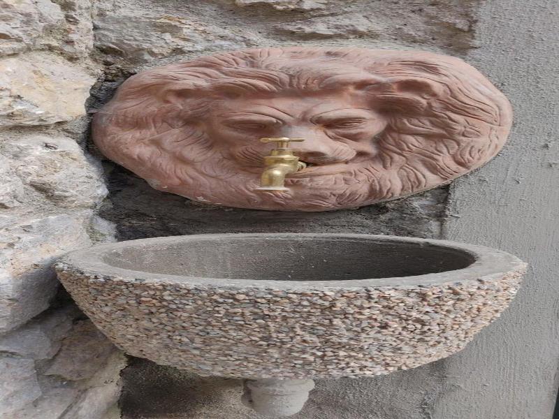 Hedera image