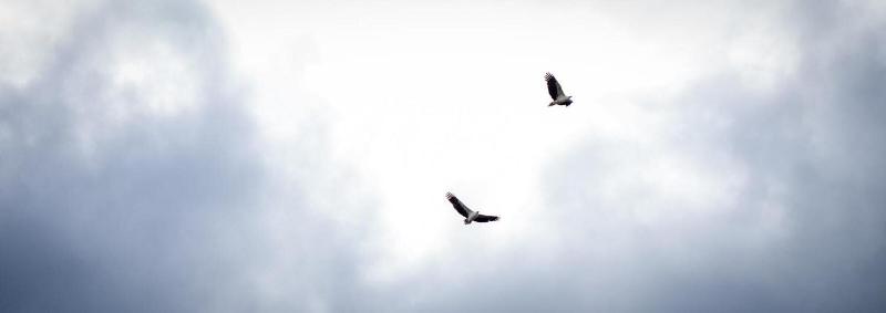 The Seabird image