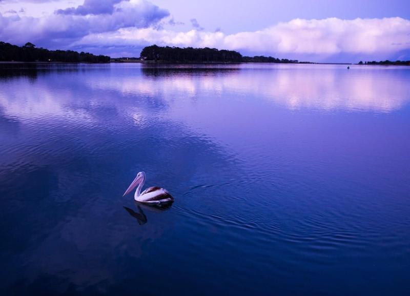 The Seabird image