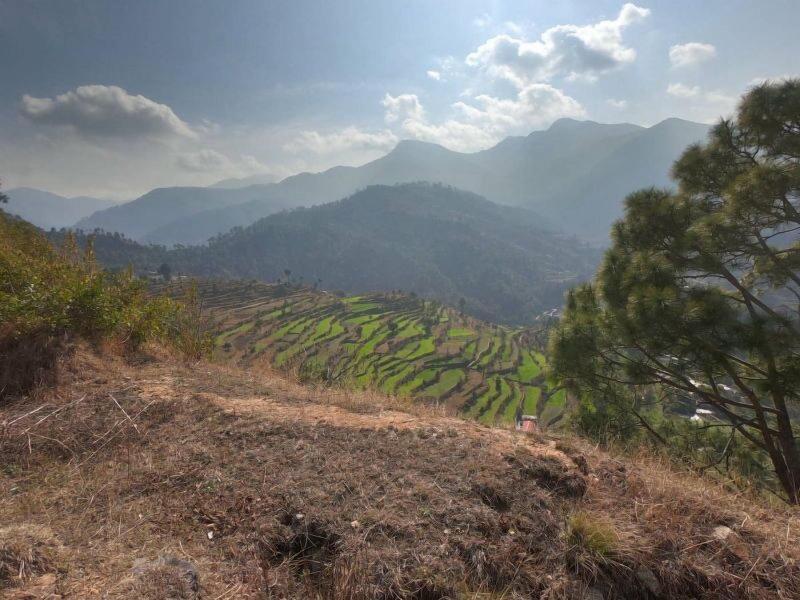 Tree Of Life Junoon In The Hills